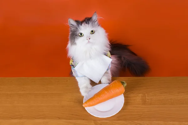 Unhappy with the cat dines carrots — Stock Photo, Image