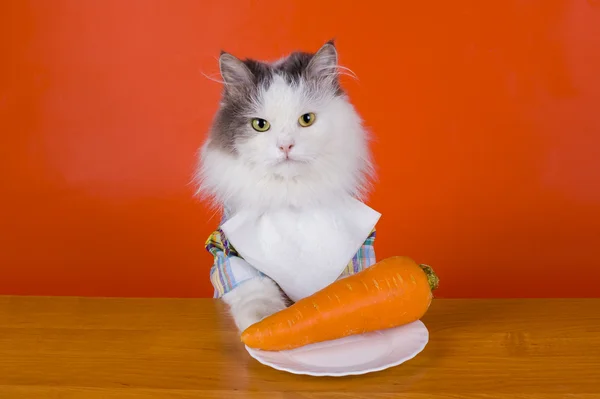 Infelice con il gatto mangia carote — Foto Stock