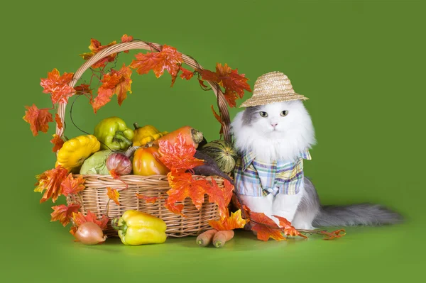 Kedi onun hasat ile çiftçi giysili — Stok fotoğraf