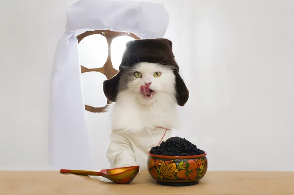 Русская кошка ест икру — стоковое фото