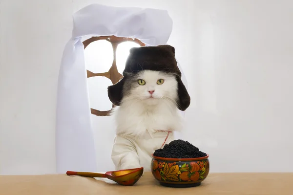 Russische kat eet kaviaar — Stockfoto