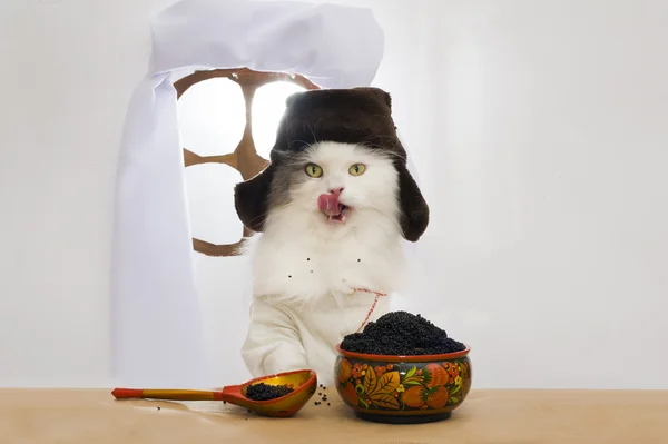 Russische kat eet kaviaar — Stockfoto