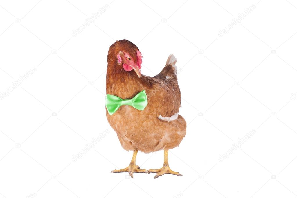 hen and rooster choose a tie for the holiday