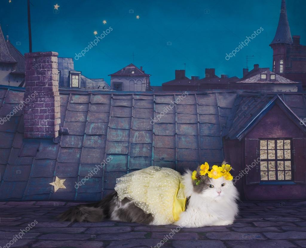 Cat in a dress and a wreath of tsetov on the roof at night Stock Photo by ©kuban_girl 59843741 Cat in a dress and a wreath of tsetov on the roof at night Stock Photo by ©kuban_girl 59843741