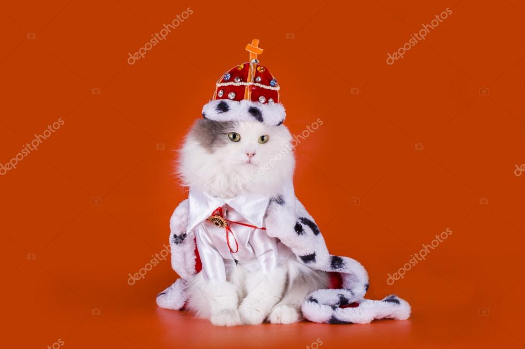 Кошка В Платье Фото
