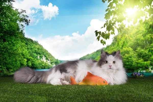 Çimenlerin üzerinde başarılı Balık tutma sonra dinlenme kedi — Stok fotoğraf