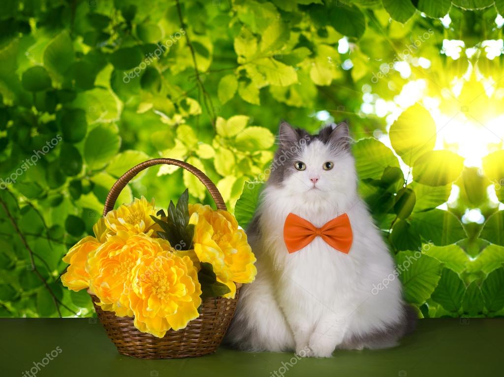 Cat with spring flowers on a background of green leaves — Stock