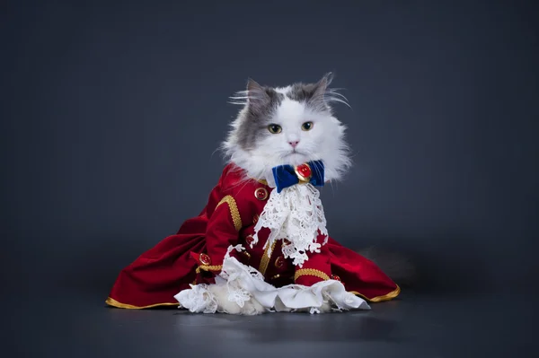 Γάτα σε ένα κοστούμι του Δούκα σε έγχρωμο φόντο απομονωθεί — Φωτογραφία Αρχείου
