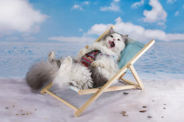 Cat in a swimsuit sunbathe on the beach — Stock Photo, Image