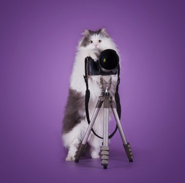 kedi fotoğrafçı mor arka plan üzerinde izole kamera ile