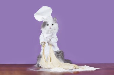 kedi bir takım elbise Şef hamur kneads