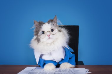 kedi Yöneticisi ofiste oturan bir takım