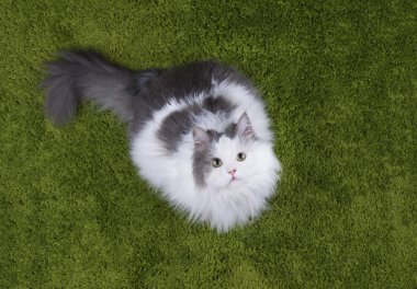 şişman kedi yalancı nazelenoy çimen