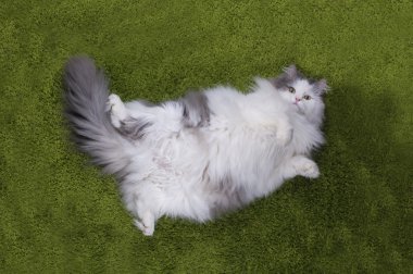 şişman kedi yalancı nazelenoy çimen
