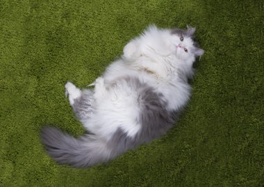 şişman kedi yalancı nazelenoy çimen
