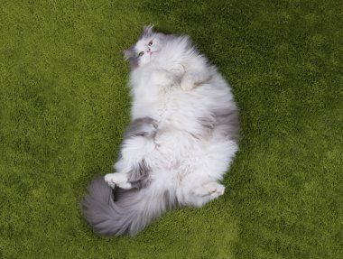 şişman kedi yalancı nazelenoy çimen