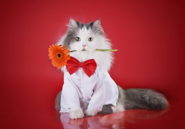 kedi bir gömlek ve kravat kırmızı bir arka plan üzerinde bir çiçek ile izole