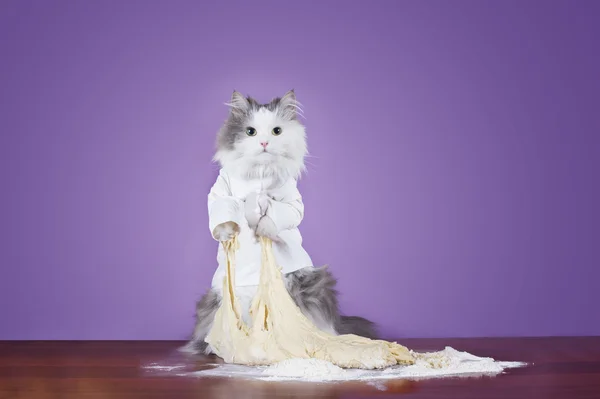 Gato amassa massa de farinha em um chef terno — Fotografia de Stock