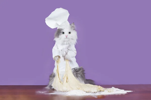 Gato amasa masa en un traje chef — Foto de Stock