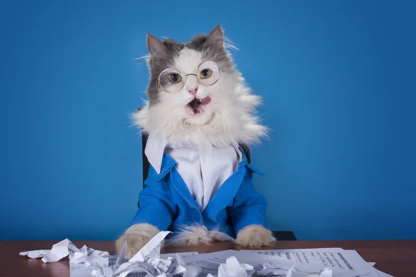 Gato gerente en un traje sentado en la oficina — Foto de Stock