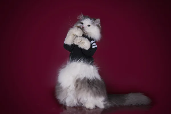Кошка играет со своими игрушками — стоковое фото