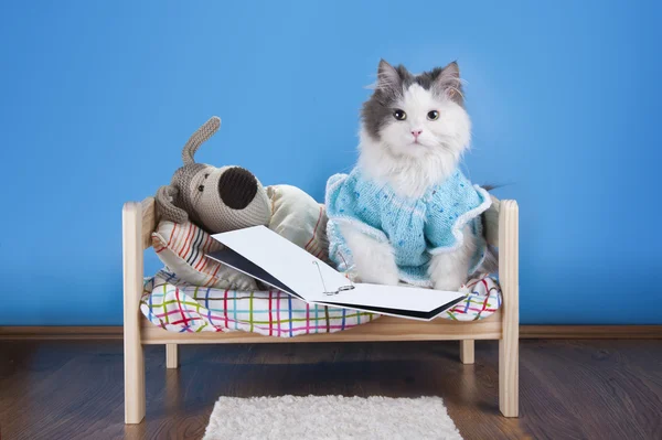 Gato leyendo un cuento juguete perro — Foto de Stock