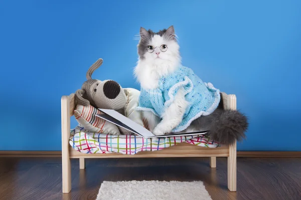 Gato leyendo un cuento juguete perro — Foto de Stock