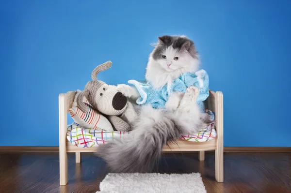 Lezen van een verhaal speelgoed hond kat — Stockfoto
