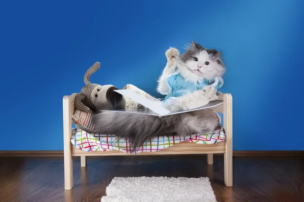 Кошка читает сказку игрушечной собаке — стоковое фото