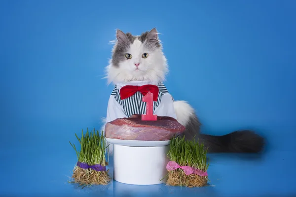 Gato rodeado de regalos pedir un deseo — Foto de Stock