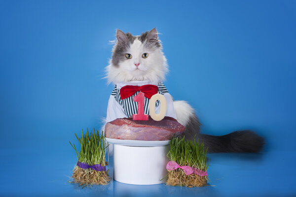 cat surrounded by gifts make a wish