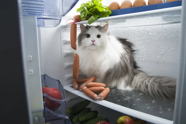 Котяча краде ковбаса з холодильника — стокове фото