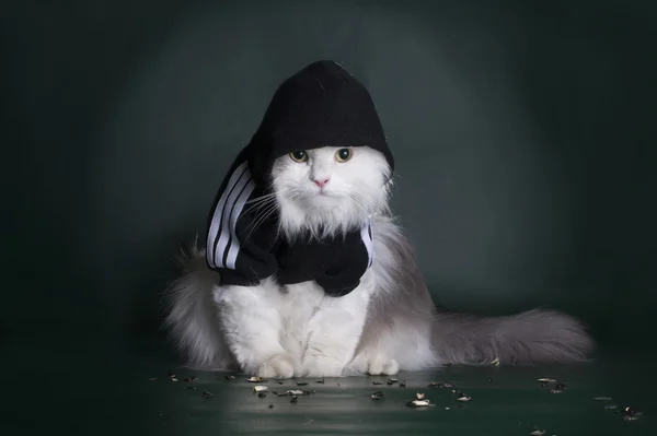 Chaqueta áspera gato peligroso con una capucha sobre un fondo oscuro —  Fotos de Stock