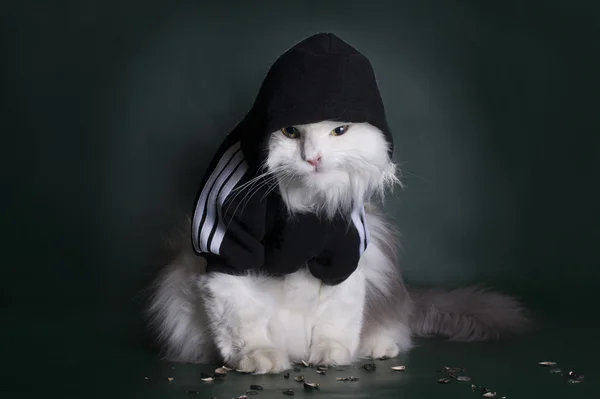 Chaqueta áspera gato peligroso con una capucha sobre un fondo oscuro —  Fotos de Stock