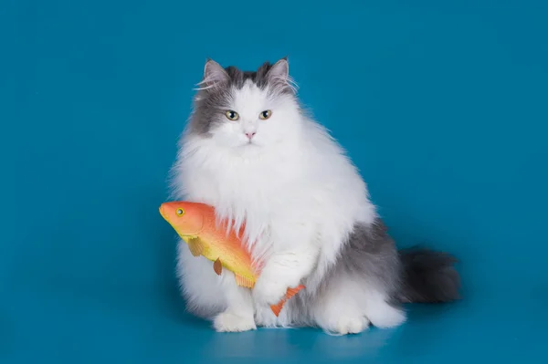 Gatto catturato un pesce rosso isolato su uno sfondo blu — Foto Stock