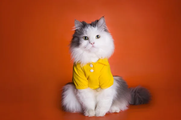 Kedi bir turuncu zemin üzerine sarı gömlekli — Stok fotoğraf