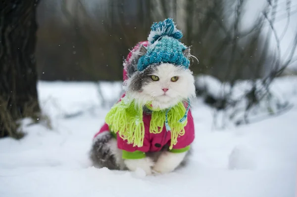 Кошка в зимней одежде на прогулке — стоковое фото
