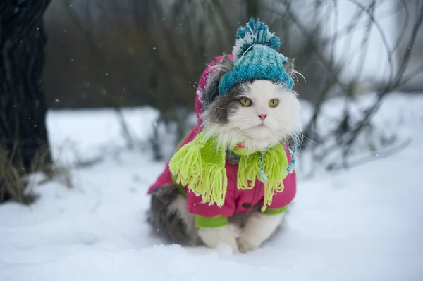 Кошка в зимней одежде на прогулке — стоковое фото