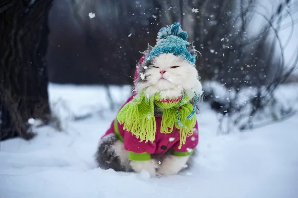 Kış giysileri bir yürüyüş içinde kedi — Stok fotoğraf