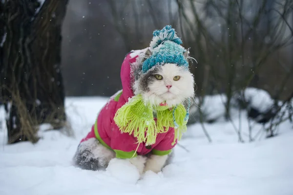 Kat in winterkleren op een wandeling — Stockfoto