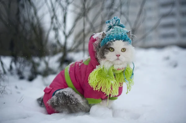 Gatto in vestiti invernali su una passeggiata — Foto Stock