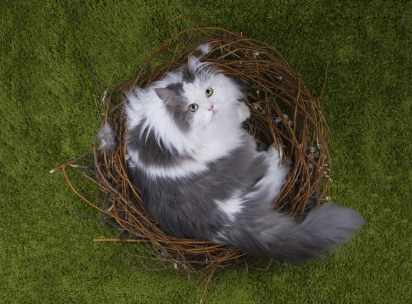 Gato em um ninho de pássaro na grama verde — Fotografia de Stock