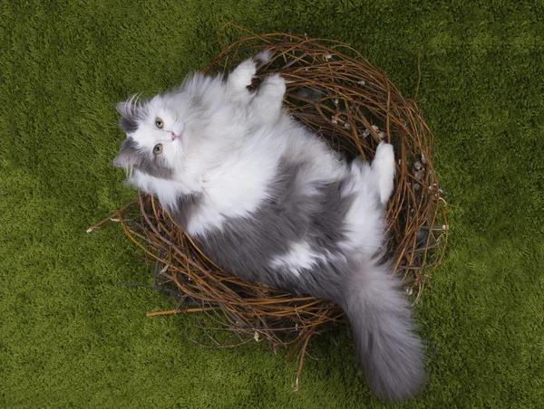 Cat in a bird 's nest on the green grass — стоковое фото
