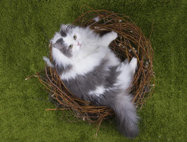 Kat in een vogelnest op het groene gras — Stockfoto