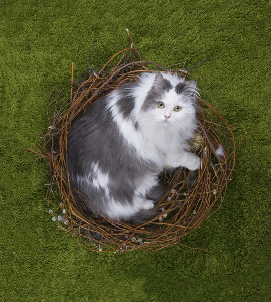 Gatto nel nido di un uccello sull'erba verde — Foto Stock