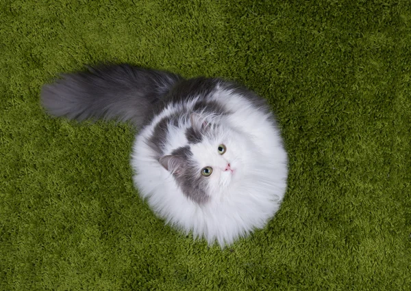 Жирний кіт лежить назеленій траві — стокове фото