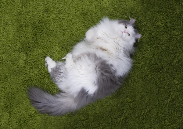 Fat cat lying nazelenoy grass — Stock Photo, Image