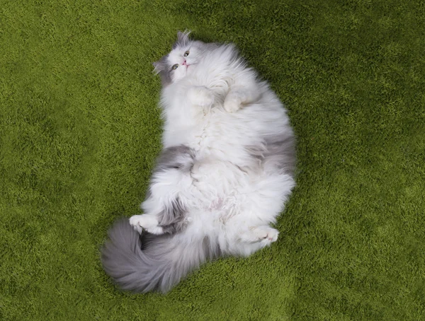 Жирная кошка лежащая назеленная трава — стоковое фото