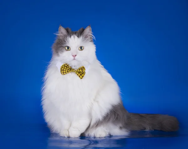 Gato vistiendo una corbata sobre fondo azul aislado — Foto de Stock