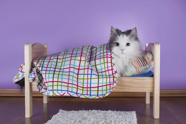 Gatto dormire nel suo letto — Foto Stock